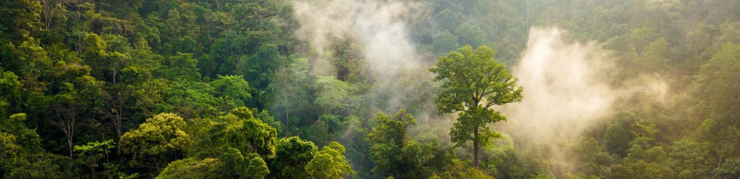 Smart Urban Forestry: Powering Greener, Data-Driven Cities